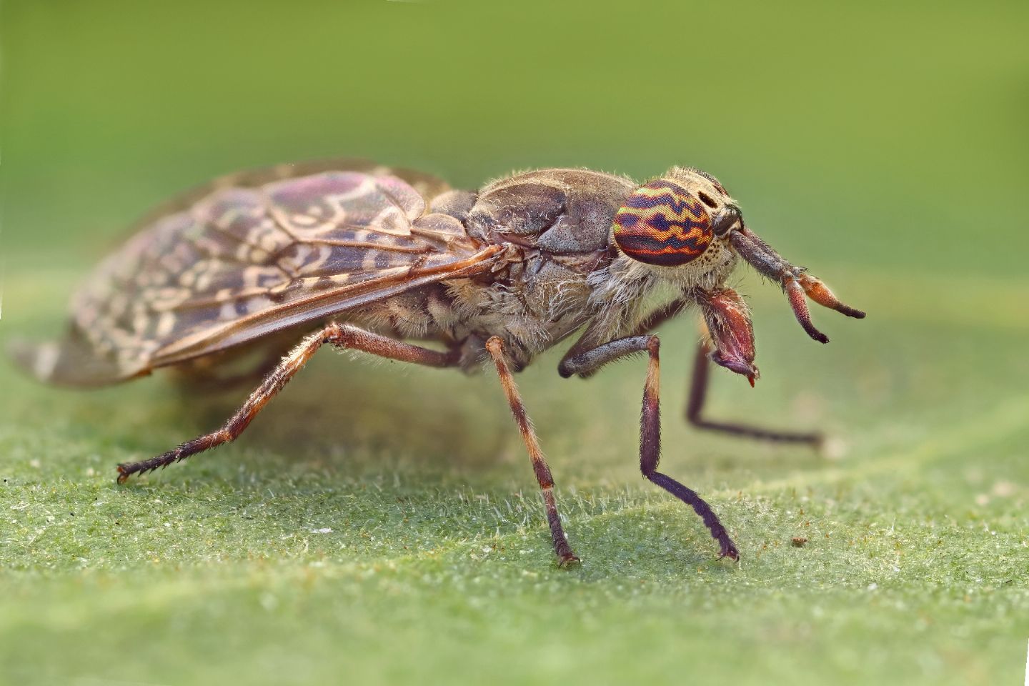 Tabanidae: Haematopota? S, Haematopota cfr. italica